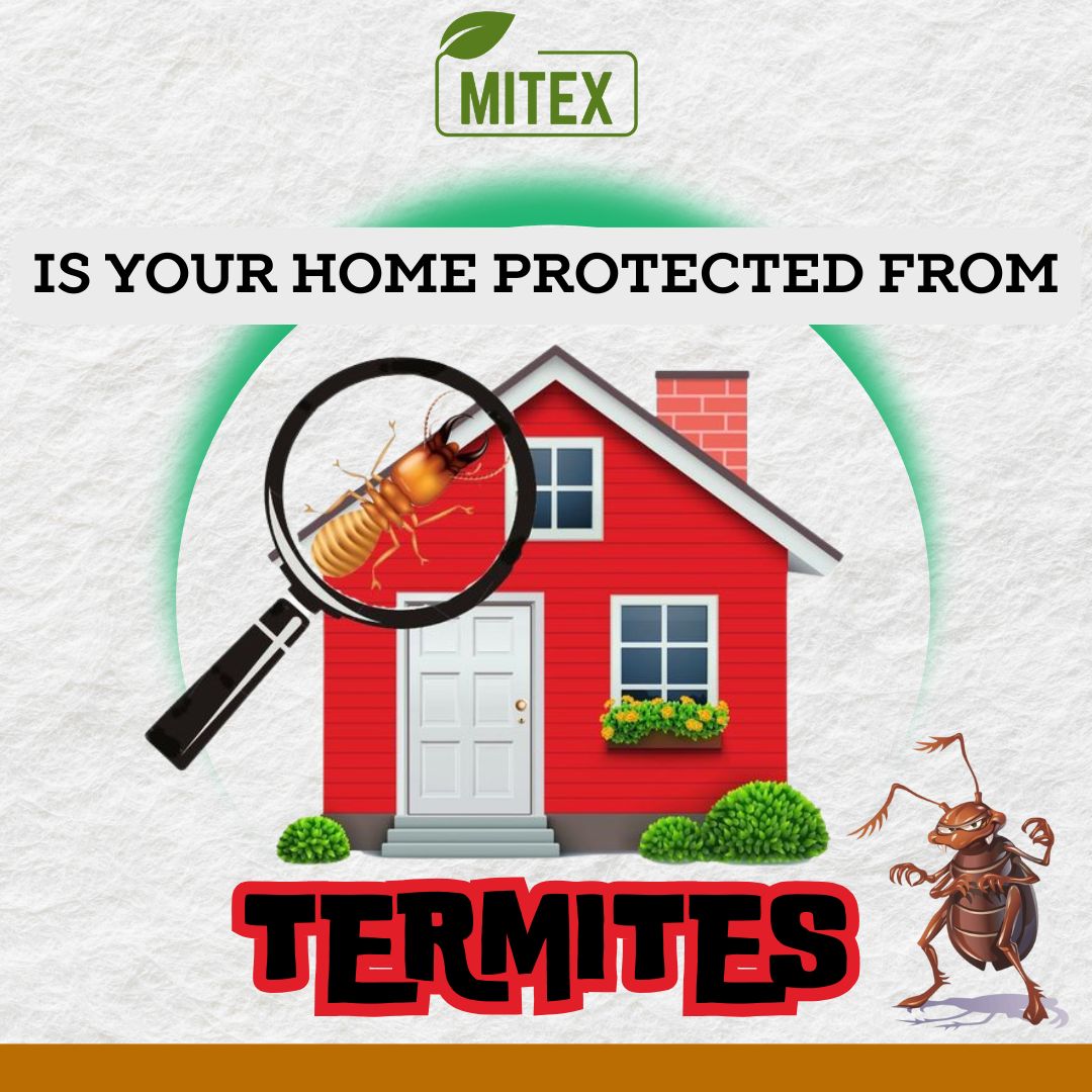 Termite Killer Spray image 4